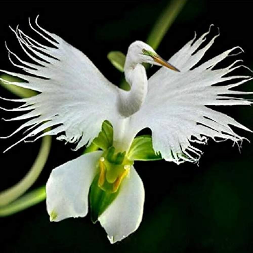 Japanese White Orchid Rare Flower - for planting in home garden